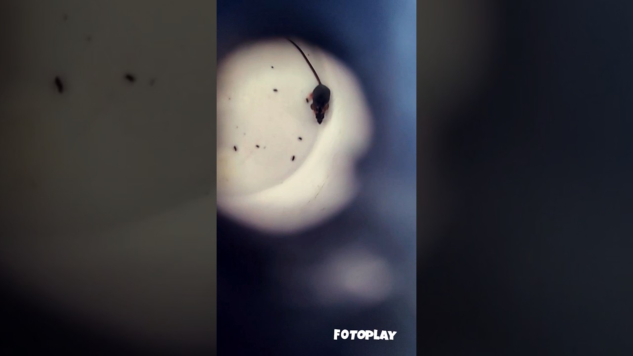 mouse release. rodent freedom. no longer getting a lot of crumbs from my piggy messy kids.