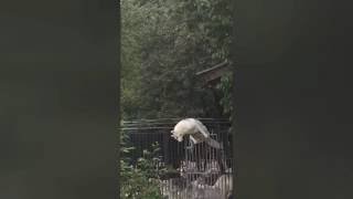 Husky Escape