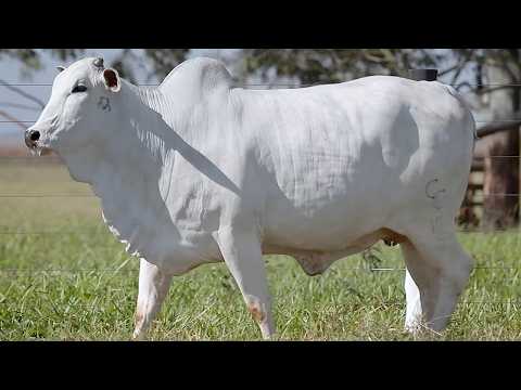 LOTE 39 - CSCF 7942 - CSCF 7995