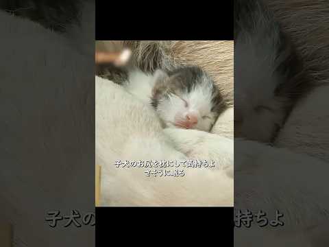 子犬を産んだ母犬 こっそり子猫を連れ帰り、我が子と一緒に育て始める #shorts #動物解説 #犬