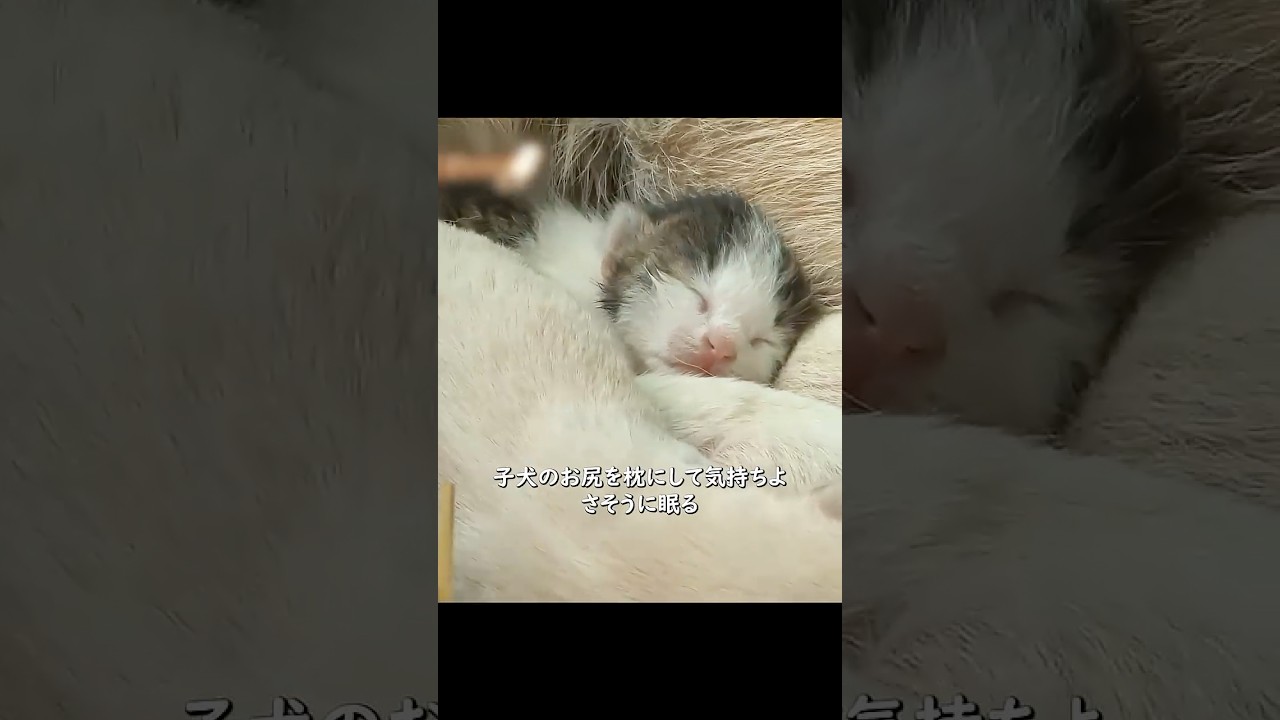 子犬を産んだ母犬　こっそり子猫を連れ帰り、我が子と一緒に育て始める #shorts #動物解説 #犬