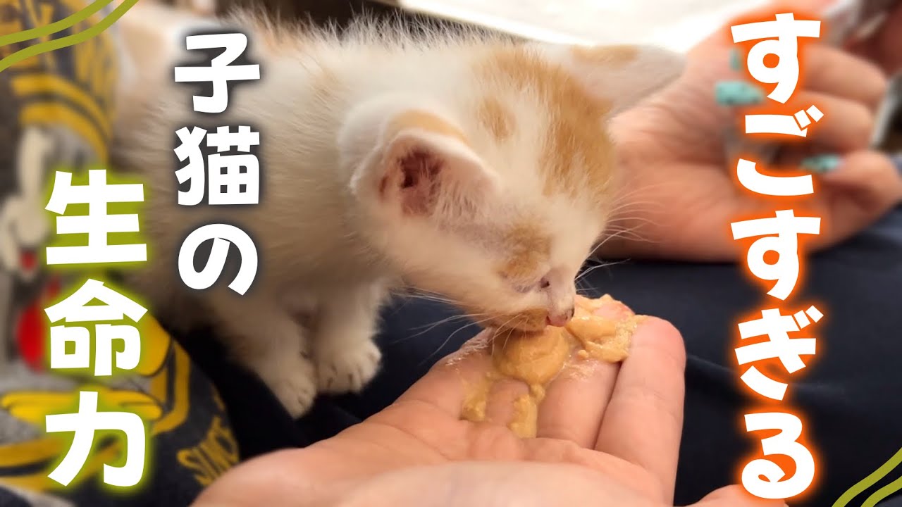 I was overwhelmed by the will to live of a tiny, sick kitten