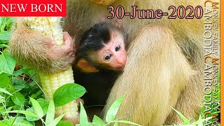 Congratulations!!! Rose Give Birth To New Hybrid Baby Monkey of Amber