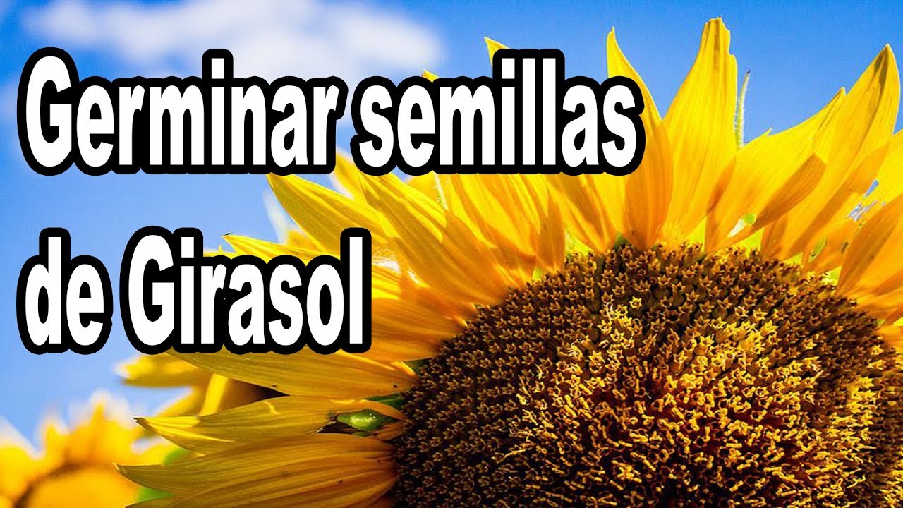 Como hacer pipas de girasol