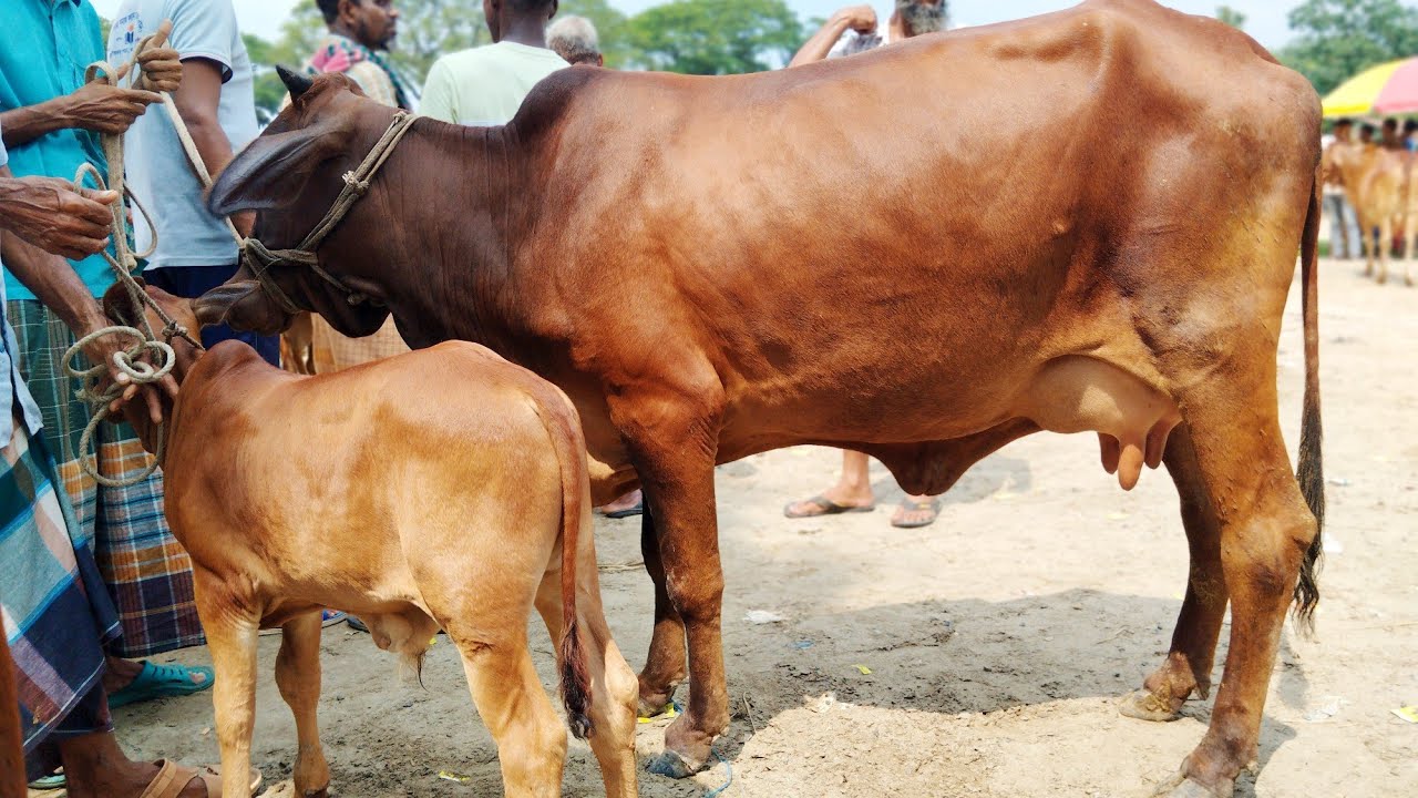৩০/১২/২০২৫ || বছরের শেষে চান্দাইকোনা হাটে গাভী বাচ্চার গরুর বাজার কেমন যাচ্ছে দেখুন | goru cow milk 
