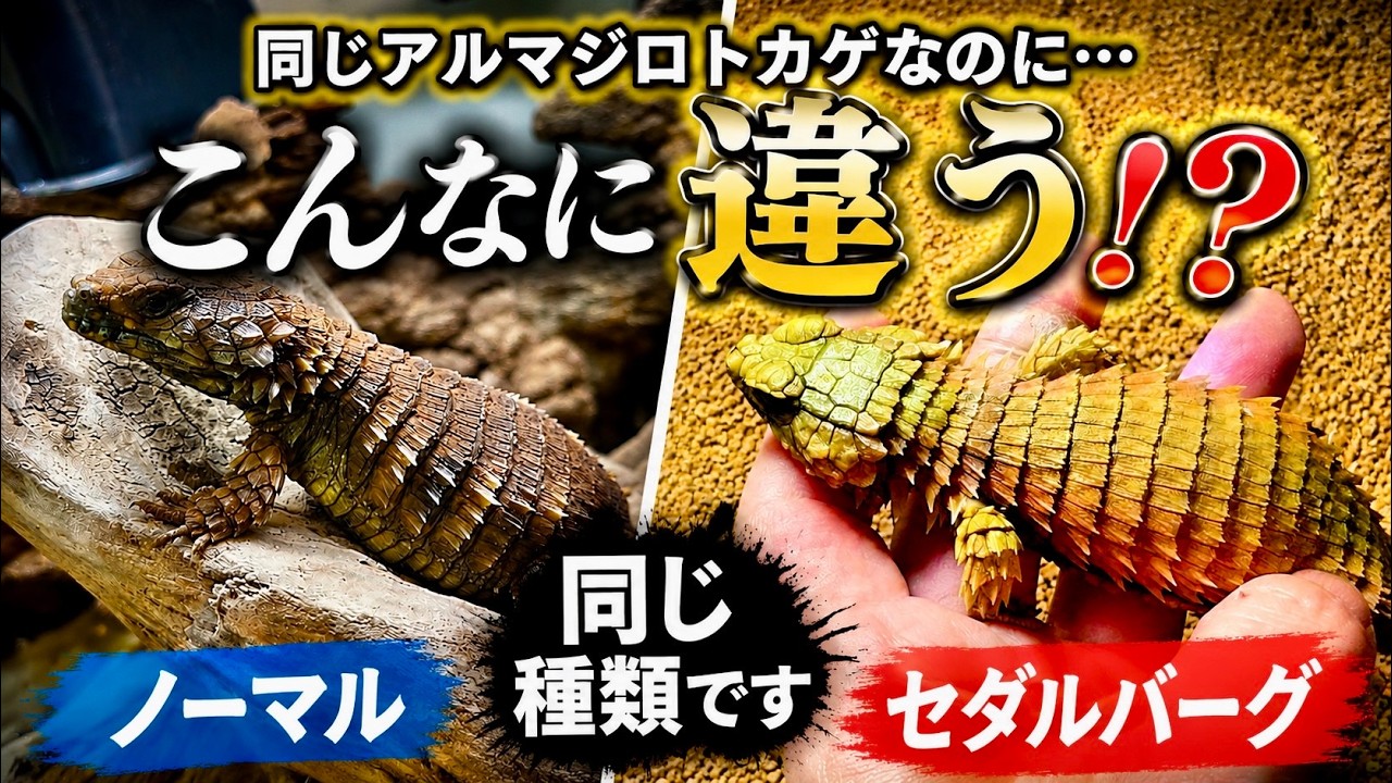 Even though they were both armadillo lizardsthey were