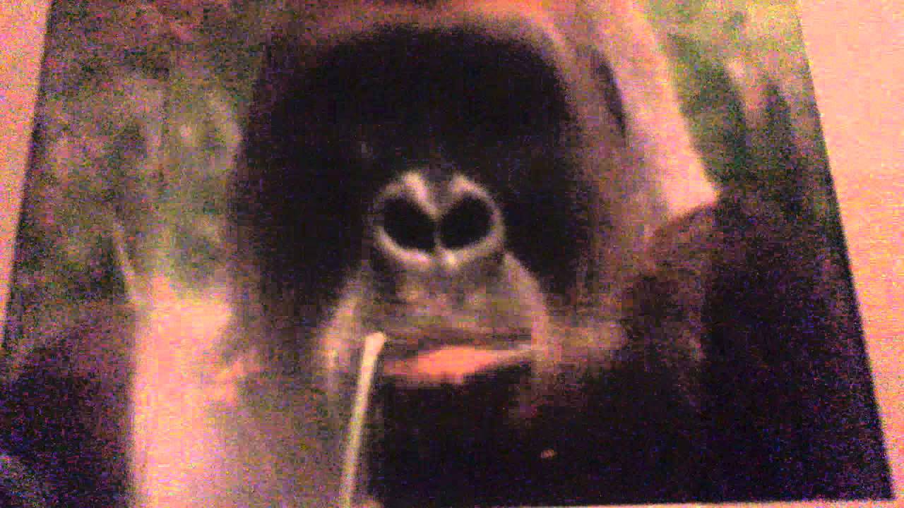 Congo skype live Monkey news