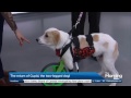 Cupid the two-legged dog and his new lease on life