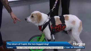 Cupid the two-legged dog and his new lease on life