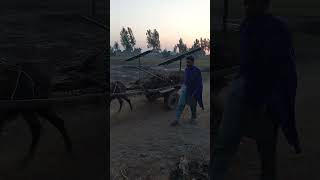Evening Vibes & Donkey Power: A Walk Through the Fields #village #ruralpunjab #agriculture