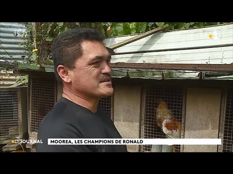 Vidéo: Quelque Chose à Se Vanter: Le Coq De Compagnie Peut Toujours Obtenir La Résidence