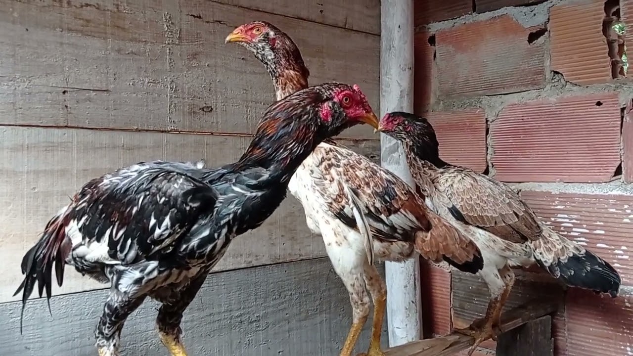 Genética comprovada com sucesso