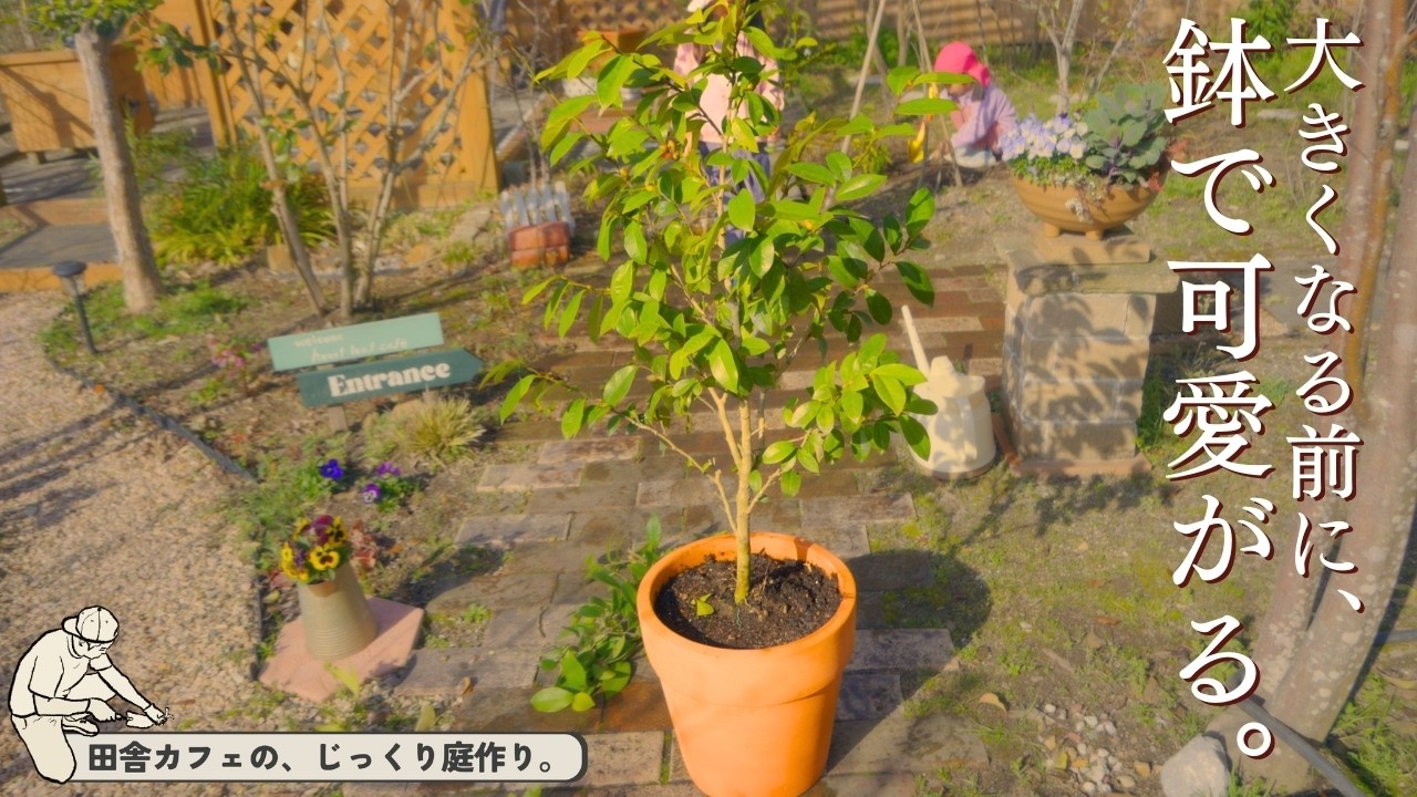 大きくなりそうな庭木を、素焼きの鉢にお引っ越し。ずっと楽しむ。
