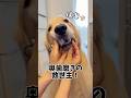‼️小型犬・中型犬用は現在開発中です‼️
