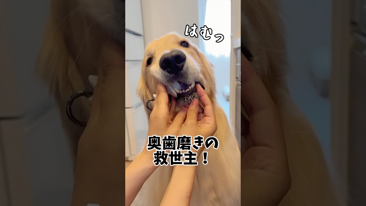 ‼️小型犬・中型犬用は現在開発中です‼️