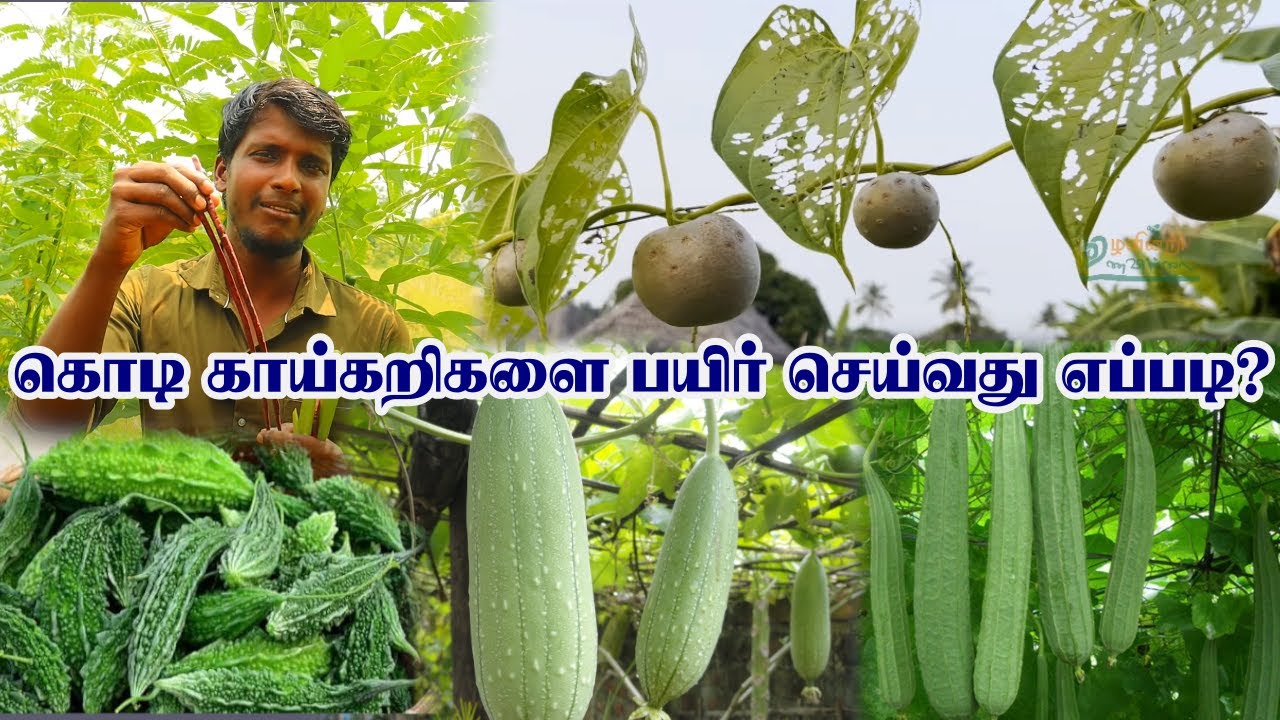 கொடிவகை செடிகளுக்கு பந்தல் அமைக்கும் செலவை குறைக்கும் வழிகள் | நாட்டு காய்கறி விதைகள்