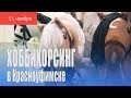 Хоббихорсинг игрушечные лошадки и серьезные тренировки