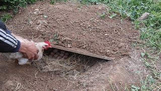 Digging for a hen to harvest 15 chicks in the garden and unfortunately their brother died