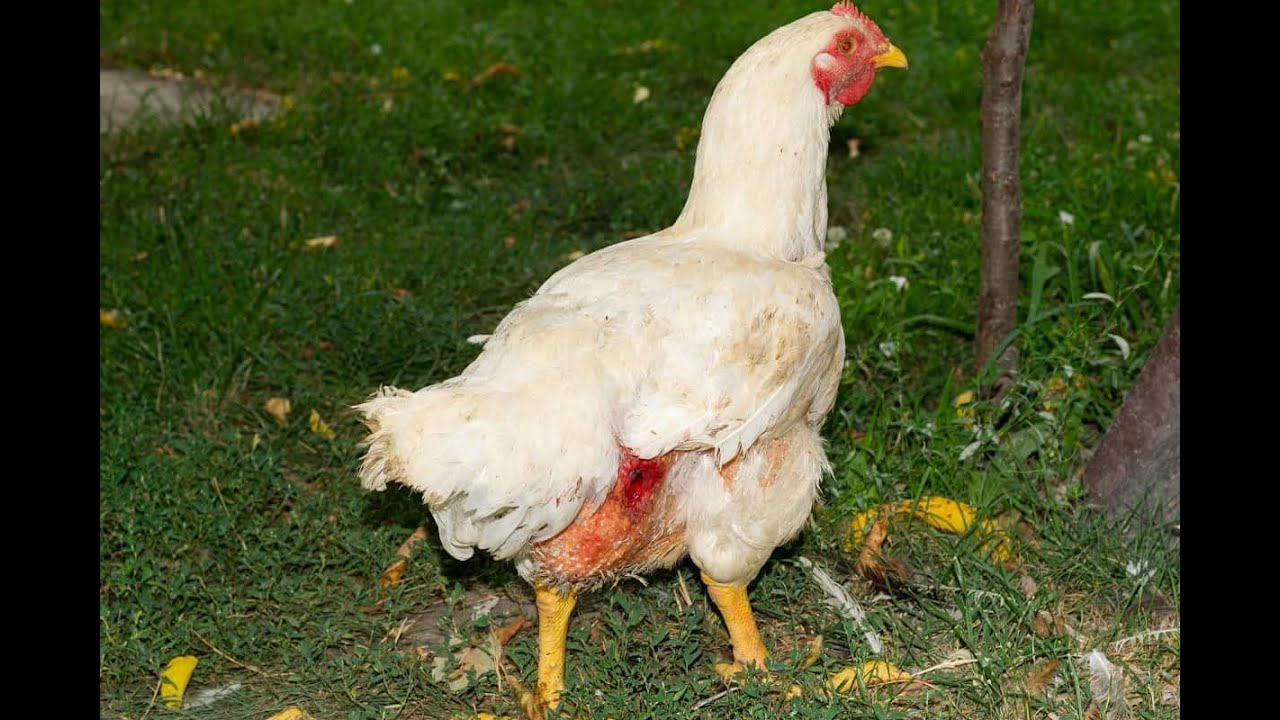 Tavuklarda Tüy Çekme ve Gagalama Problemi