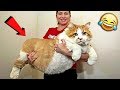 КОШКИ СОБАКИ 2019 ПРИКОЛЫ С КОТАМИ И СОБАКАМИ / Смешные Животные Котики и коты 2019 Funny Cats