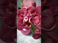 Phal. L22 Yaphon Perfume x Taida Pearl 🦋 Азиатская красно-черная восковая бабочка | Долгоцветущая