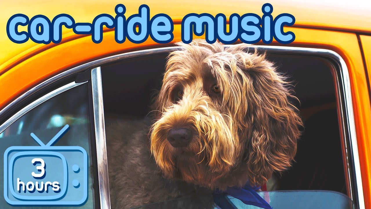 Relaxing Car Music for Dogs: Prevent Car & Travel Anxiety!