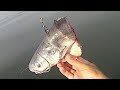 Feeding Catfish to Catfish