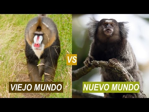 Monos del Viejo Mundo y del Nuevo Mundo