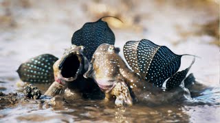 Mudskippers: The Fish That Walk on Land | Life | BBC Earth