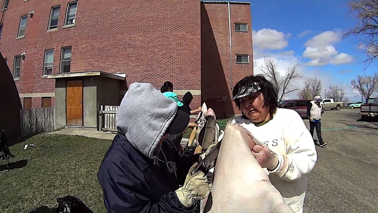 Kainai Studies Hide Tanning Day 1 - Fleshing - YouTube