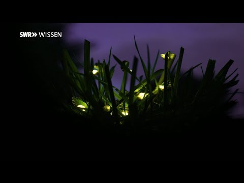 Video: Wo Glühwürmchen Leben