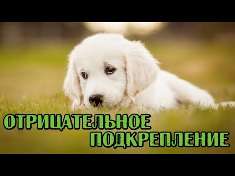 51. Отрицательное подкрепление. Как, зачем и когда?