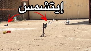 بعد تدريبي للحمام تعال شف النتيجه🕊️😎.