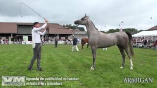 Caballos árabes en Silleda 2016