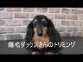 Dachshund Grooming 爆毛ダックスさんのトリミング