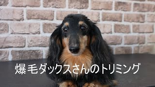 Dachshund Grooming 爆毛ダックスさんのトリミング