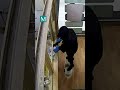 Me pistoletë në dorë, momenti i grabitjes së pikës valutore në “5 Maji”