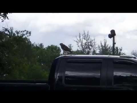 Hawk Chasing A Rabbit On Foot Under A Truck