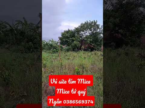 Video Vú sữa tím mica - Vú sữa tím mica tứ quý - Ngọc Ngân... - youtube