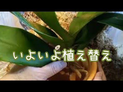 Large white Phalaenopsis orchid, gift orchid, repotted in a