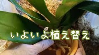 Large white Phalaenopsis orchid, gift orchid, repotted in a