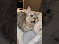 【猫動画】パパの帰りが遅くなった時の猫の反応3選‼︎ #shorts