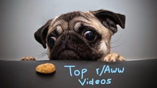 Top r/aww Videos