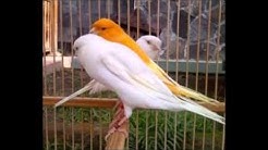 Suara Burung Kenari mp3 download  - Durasi: 2:59. 