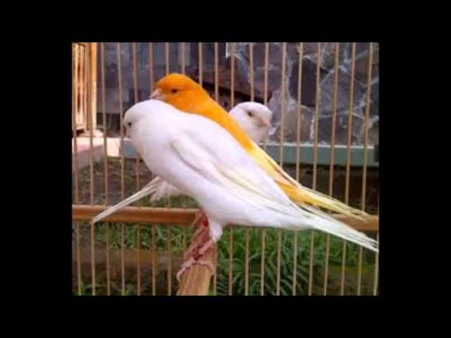 Suara Burung Kenari mp3 download class=