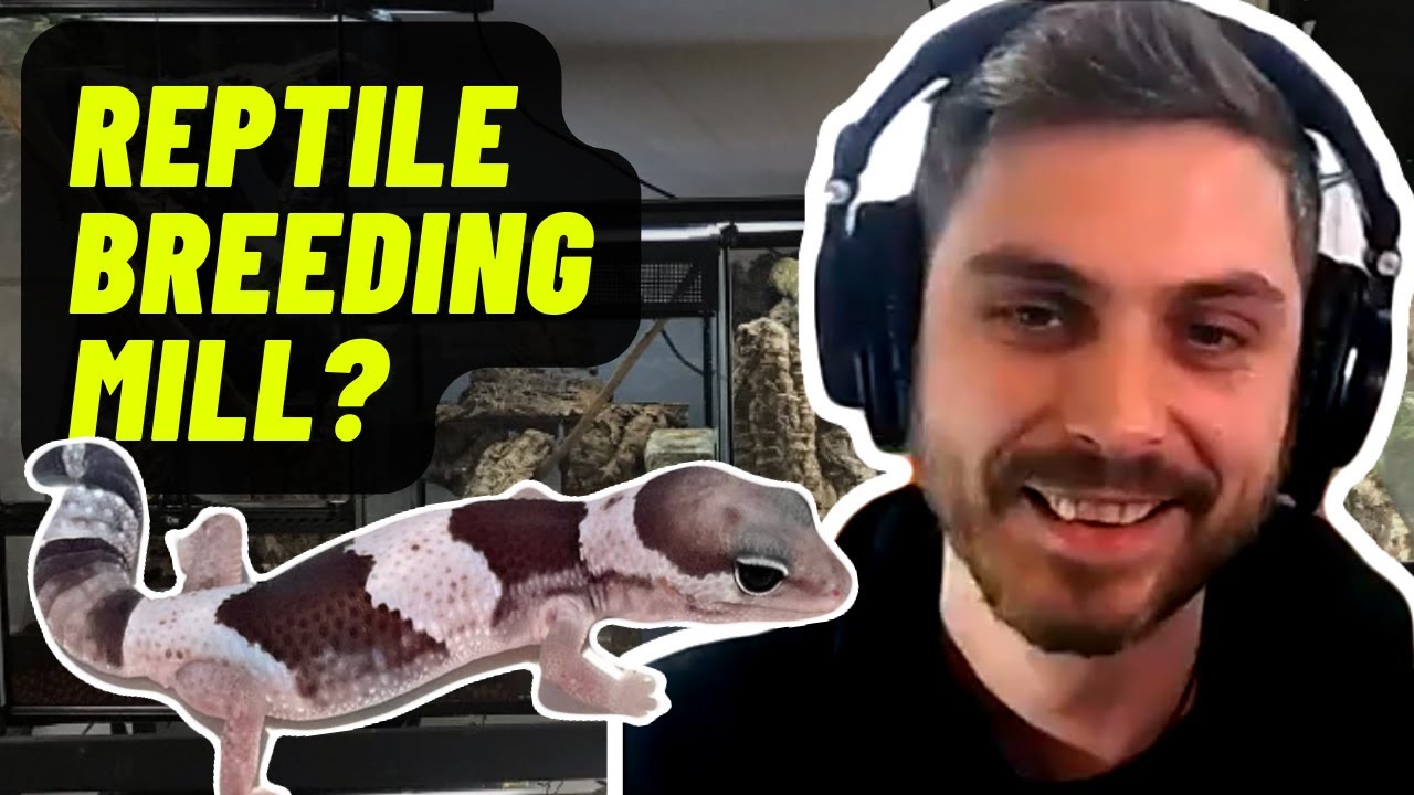 How Should We Define "Reptile Breeding Mill"? | James Graham - YouTube