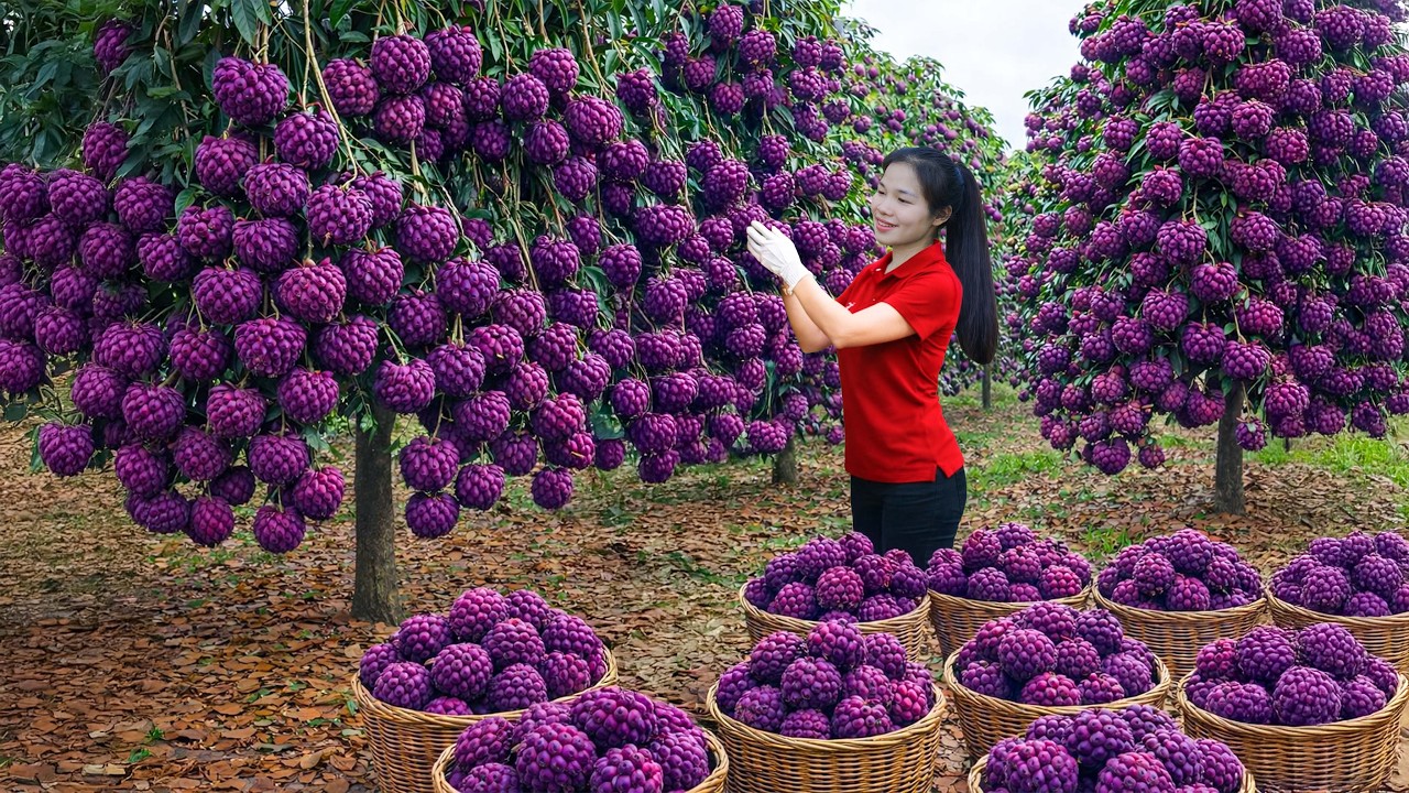 Harvesting Many Ripe Spiky Soursop Fruits & Selling at the Rural Market | Simple Rural Girl Life