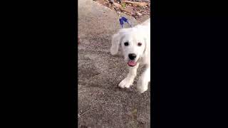 Video clips of clients working their dogs - rescue dog / puppy / adult dog by iamdogsmart 42 views 3 years ago 2 minutes, 48 seconds