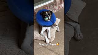 Sophie’s Ear Surgery Update