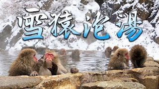 被雪猿攻擊!! 長野地獄谷野猿公苑Nagano Onsen Snow ...